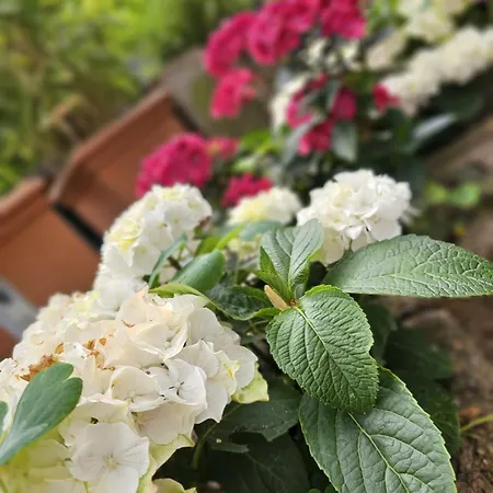 شقة Monarchenhuegel In Seenaehe, Garten, Terrasse, Carport Mit Wallbox