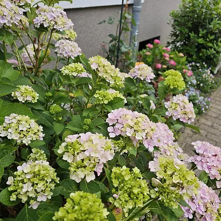Monarchenhuegel In Seenaehe, Garten, Terrasse, Carport Mit Wallbox Leipzig