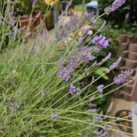 Monarchenhuegel In Seenaehe, Garten, Terrasse, Carport Mit Wallbox Appartamento Lipsia