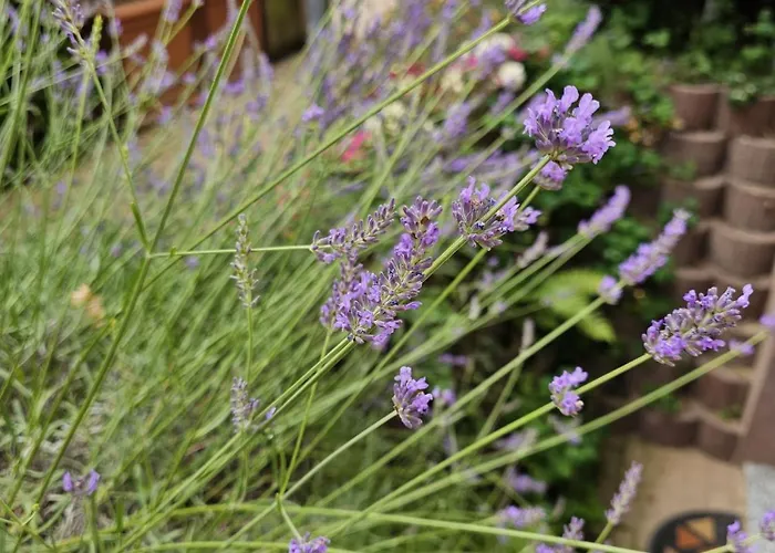 Monarchenhuegel In Seenaehe, Garten, Terrasse, Carport Mit Wallbox Appartement Leipzig