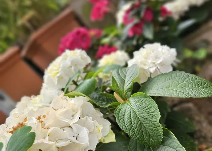 Lägenhet Monarchenhuegel In Seenaehe, Garten, Terrasse, Carport Mit Wallbox
